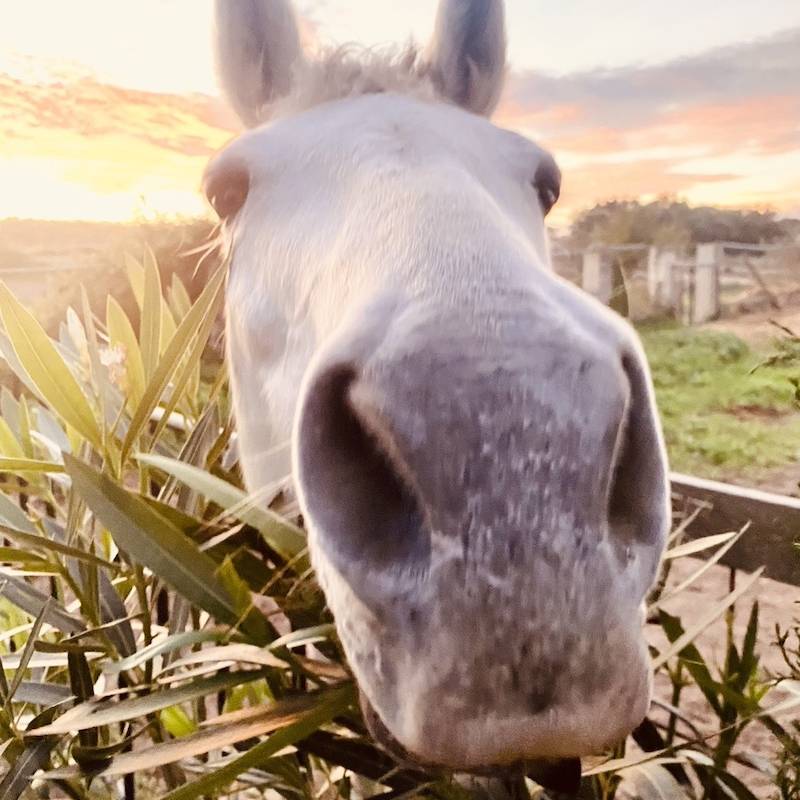 property management Mallorca Sineu horse